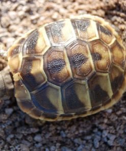 Hermann Tortoise For Sale