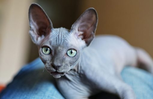 Sphynx Kitten For Sale