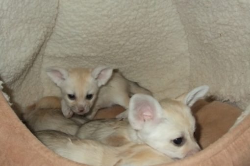 Fennec Fox For Sale