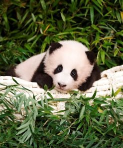 Buy panda
