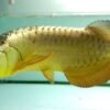 Buy Crossback Golden Arowana