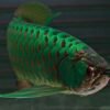 Green Arowana