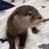 Baby otters for sale