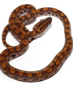 Brazilian Rainbow Boa