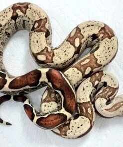 Baby Jungle Fire Het T+ Albino Boa