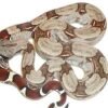 Buy Suriname Redtail Boa