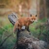 Red Fox For Sale