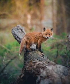 Red Fox For Sale