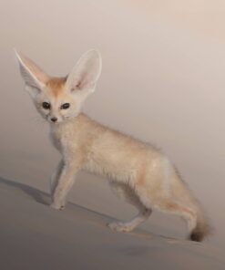 MALE FENNEC FOX FOR SALE