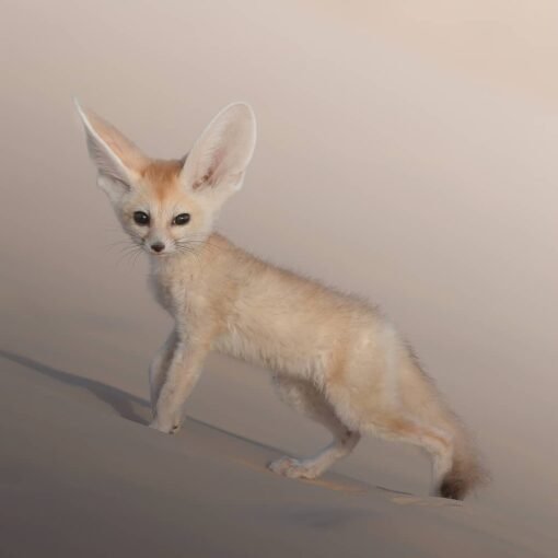 MALE FENNEC FOX FOR SALE