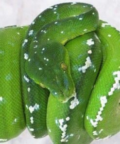 Buy Aru Green Tree Python