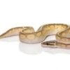 Super Pastel Lesser