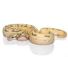 Bumblebee Disco Hypo
