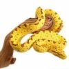 Baby Biak Green Tree Python