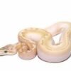 Baby Bamboo Spinner Ball Python