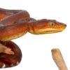 Amazon Basin Emerald