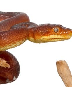 Amazon Basin Emerald