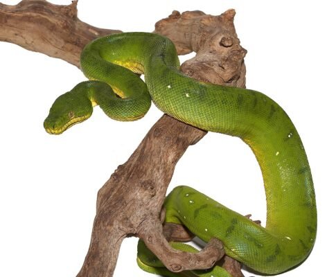 Anaconda Phase Emerald