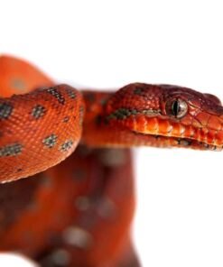 Baby Emerald Tree Boa