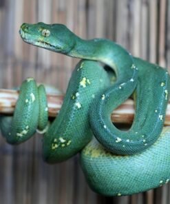 Mountain Green Tree Python