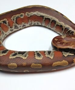 Sumatran Blood Python