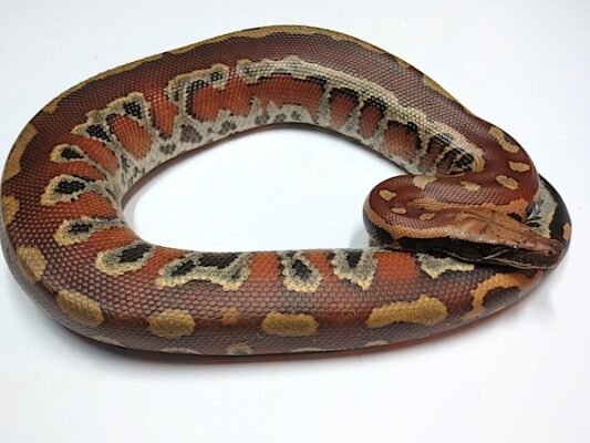 Sumatran Blood Python